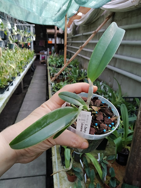 Cattleya Zephyr (schroederae x dowiana).jpg