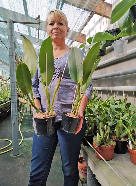 Cattleya rex 'Katia' x self.jpg