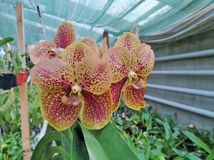 Ascocenda Rakjaisand x Vanda Chaiya, 4n.jpg