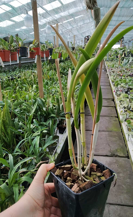 Brassavola fragrans x Laeliocattleya Elizabeth Hearn.jpg