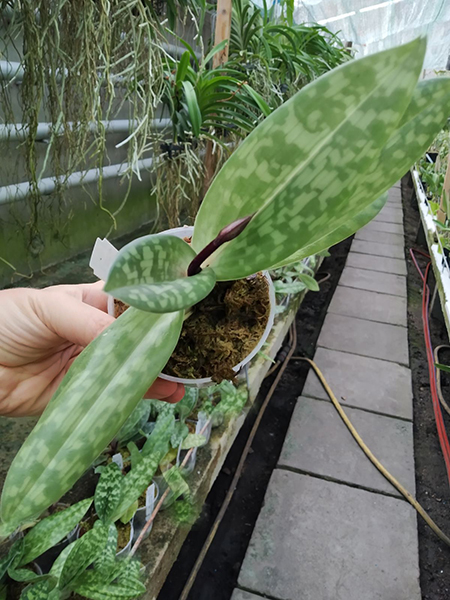 Paphiopedilum Maudiae vinicolor 'In-Charm' x self.jpg