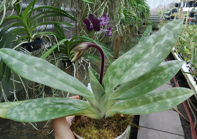 Paphiopedilum Maudiae vinicolor 'In-Charm' x self.jpg