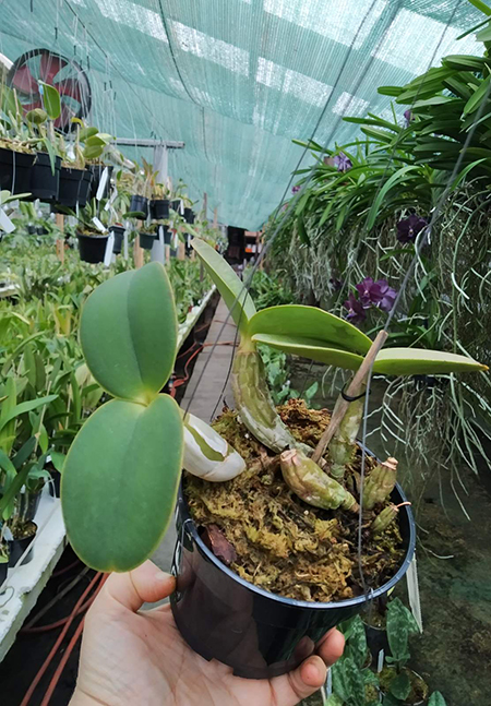 Cattleya nobilior 'Golias' x rubra.jpg