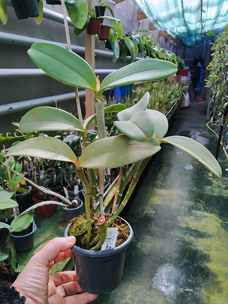 Cattleya amethystoglossa flamea (#1 x #2).jpg