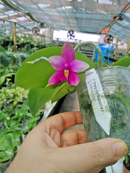 Phalaenopsis Zheng Min Muscadine x violacea-indigo.jpg