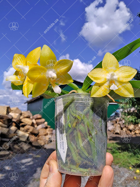 Phalaenopsis Yaphon 'Yellow Story' x Nobby's 'Doctor Chu'.jpg