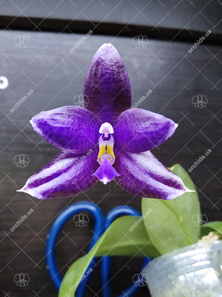 Phalaenopsis (YangYang Blue Angel x lueddemanniana coerulea).jpg