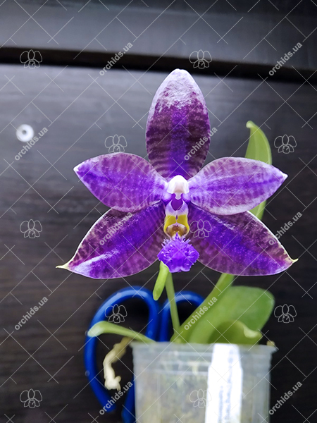 Phalaenopsis (YangYang Blue Angel x lueddemanniana coerulea).jpg