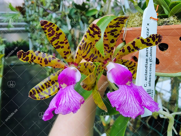 Cattleya aclandiae aurea 'Luiza' x albescens (Caliman).jpg