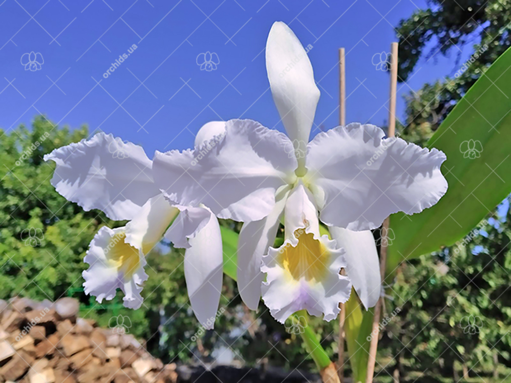 Cattleya gaskelliana coerulea 'Vista Linda' (Z-360) x Cattleya gaskelliana coerulea 'Boas Vista' (Z-360).jpg