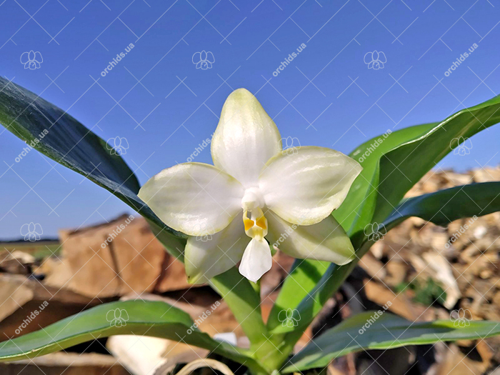 Phalaenopsis Yaphon 'Yellow Story' x Nobby's 'Doctor Chu'.jpg