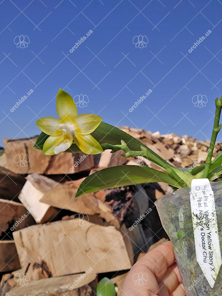 Phalaenopsis Yaphon 'Yellow Story' x Nobby's 'Doctor Chu'.jpg