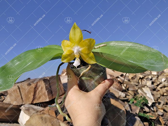 Phalaenopsis Yaphon 'Yellow Story' x Nobby's 'Doctor Chu'.jpg