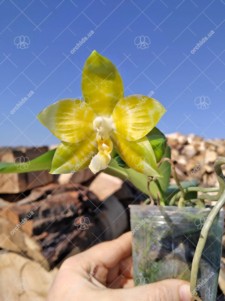 Phalaenopsis Yaphon 'Yellow Story' x Nobby's 'Doctor Chu'.jpg