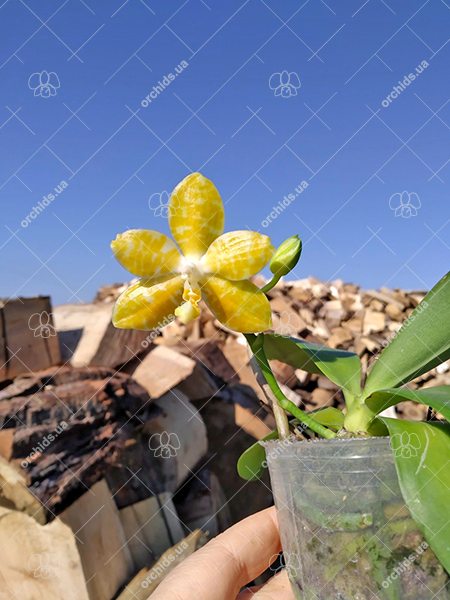 Phalaenopsis Yaphon 'Yellow Story' x Nobby's 'Doctor Chu'.jpg