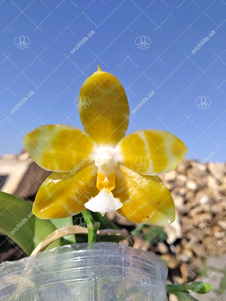 Phalaenopsis Yaphon 'Yellow Story' x Nobby's 'Doctor Chu'.jpg