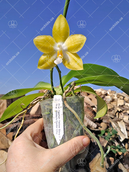 Phalaenopsis Yaphon 'Yellow Story' x Nobby's 'Doctor Chu'.jpg