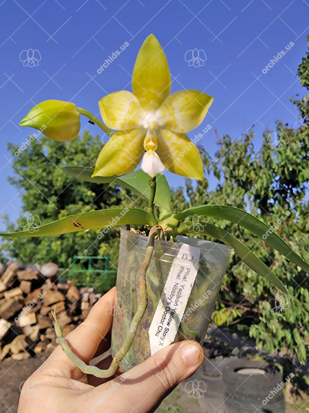 Phalaenopsis Yaphon 'Yellow Story' x Nobby's 'Doctor Chu'.jpg