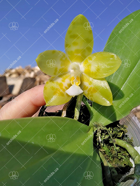 Phalaenopsis Yaphon 'Yellow Story' x Nobby's 'Doctor Chu'.jpg