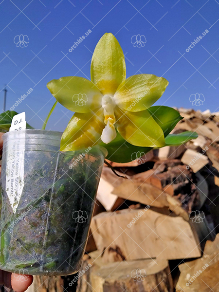 Phalaenopsis Yaphon 'Yellow Story' x Nobby's 'Doctor Chu'.jpg