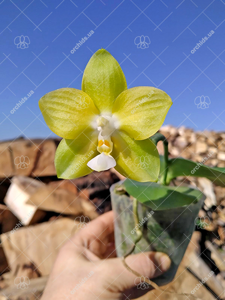 Phalaenopsis Yaphon 'Yellow Story' x Nobby's 'Doctor Chu'.jpg