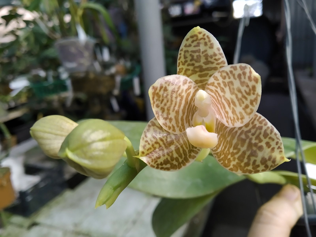 Phalaenopsis Mituo Golden Tiger 'Golden Ring' x gigantea alba 'Ta Wei'.jpg