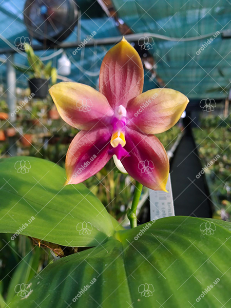 Phalaenopsis Mituo Princess 'Black Beauty' x (speciosa x Mituo Prince) 'Taro purple'.jpg