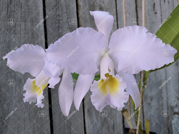 Cattleya gaskelliana coerulea 'Vista Linda' (Z-360) x Cattleya gaskelliana coerulea 'Boas Vista' (Z-360).jpg