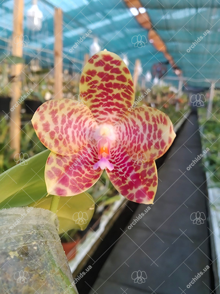 Phalaenopsis Zheng Min Muscadine 'Yellow' x gigantea 'MS-1'.jpg