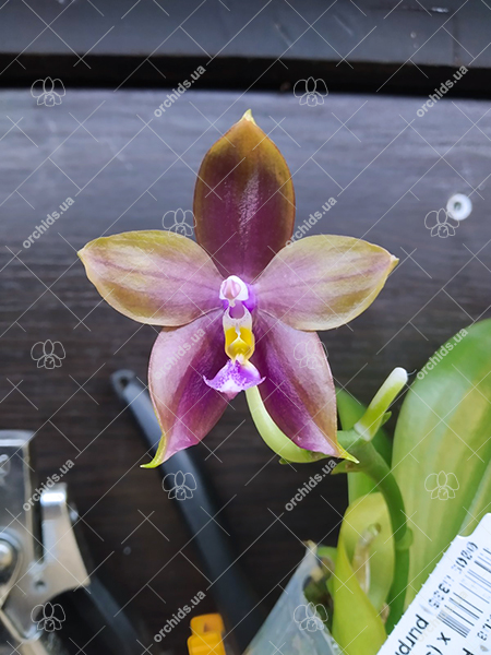 Phalaenopsis Mituo Princess 'Black Beauty' x (speciosa x Mituo Prince) 'Taro purple'.jpg