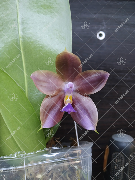 Phalaenopsis Mituo Princess 'Black Beauty' x (speciosa x Mituo Prince) 'Taro purple'.jpg