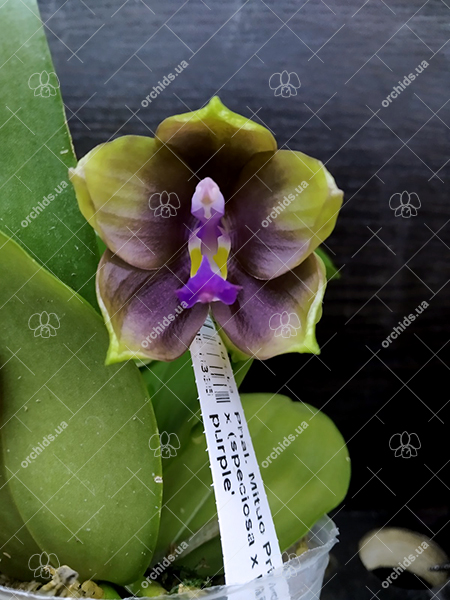 Phalaenopsis Mituo Princess 'Black Beauty' x (speciosa x Mituo Prince) 'Taro purple' (select).jpg
