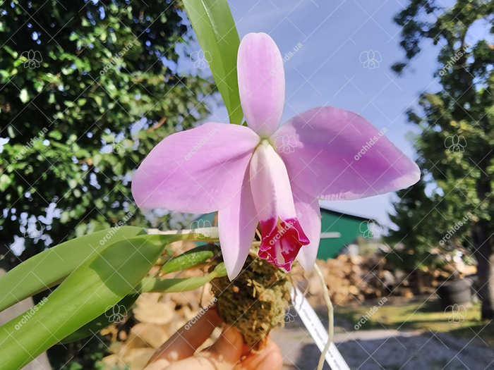 Laelia pumila semi-alba x alba.jpg