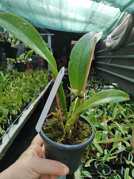 Cattleya trianae coerulea pincelada x sib pincelada.jpg