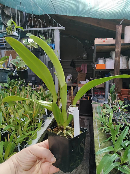 Cattleya trianae coerulea pincelada 'Heitor' x coerulea pincelada 'Majestade'.jpg