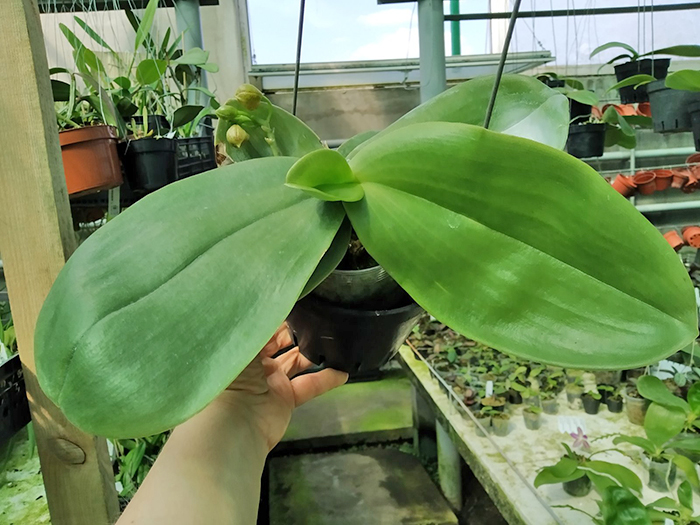 Phalaenopsis Lyndon Waltz x gigantea alba 'Tai Wei'.jpg