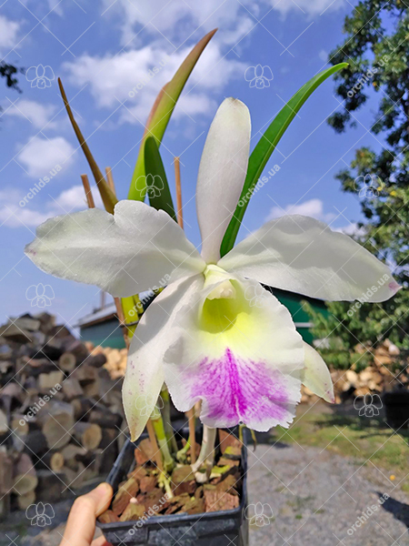 Brassavola fragrans x Laeliocattleya Elizabeth Hearn.jpg