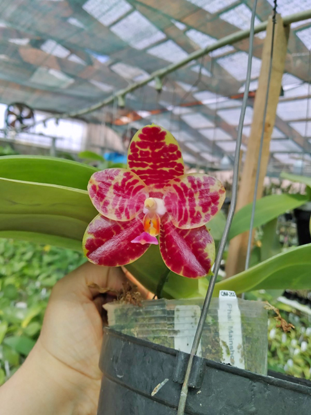 Phalaenopsis Mainshow Tiger (cross plants).jpg