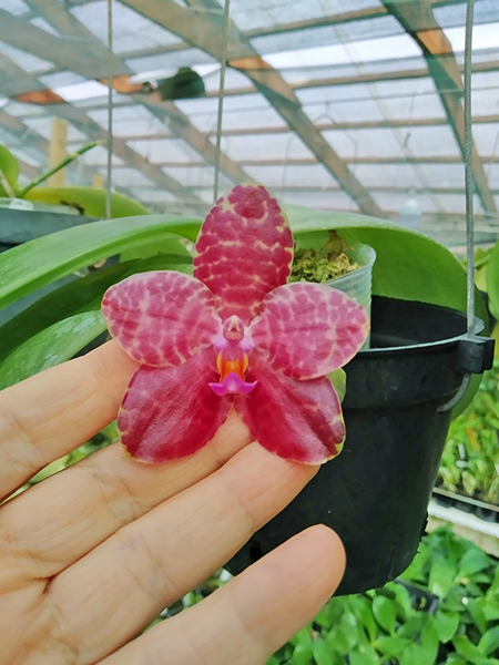 Phalaenopsis Mainshow Tiger (cross plants).jpg