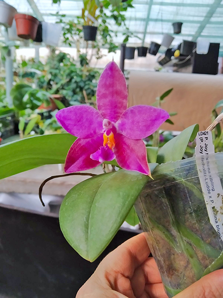 Phalaenopsis Joy Michona (Joy Micholitz-Ludde x bellina var coerulea).jpg