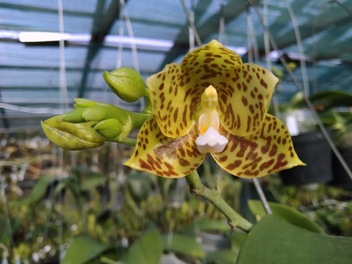 Phalaenopsis Lyndon Waltz x gigantea alba 'Tai Wei'.jpg