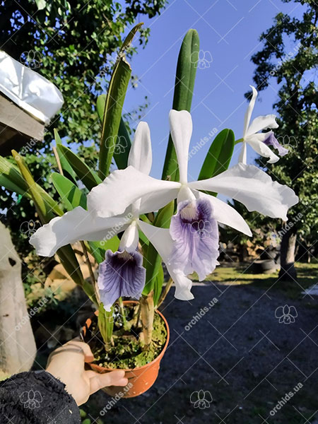 Laelia purpurata werkhauseri x sib.jpg