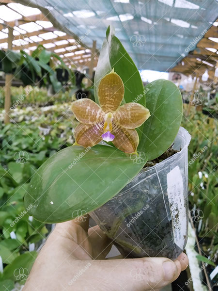 Phalaenopsis Tzu Chiang Tetralitz x Mituo Reflex Dragon.jpg