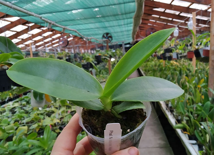 Phalaenopsis Natasha 'Aiko'.jpg