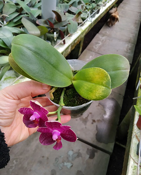 Phalaenopsis I-Hsin 'Spot Eagle'.jpg