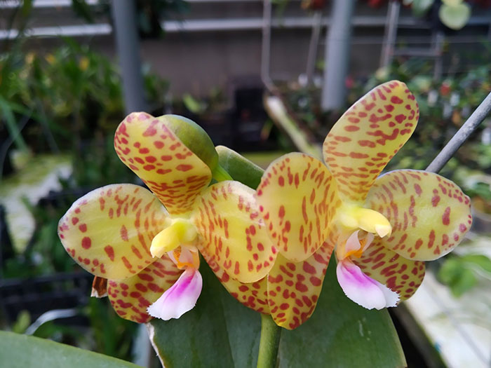 Phalaenopsis Lyndon Waltz x gigantea alba 'Tai Wei'.jpg