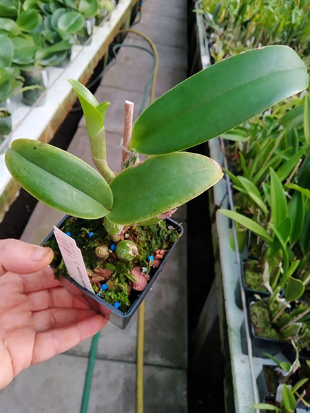 Cattleya nobilior semi-alba.jpg