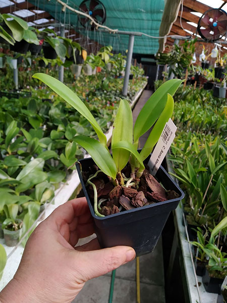 Cattleya Sonia Altenburg.jpg