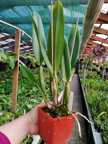 Cattleya percivaliana tipo 'Carla Porto'.jpg