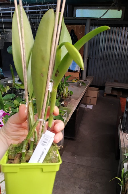 Cattleya eldorado semi-alba flamea.jpg